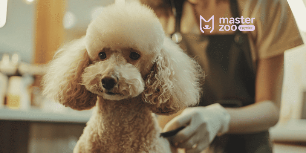 Комплексний грумінг пуделя та індивідуальна стрижка в MasterZoo