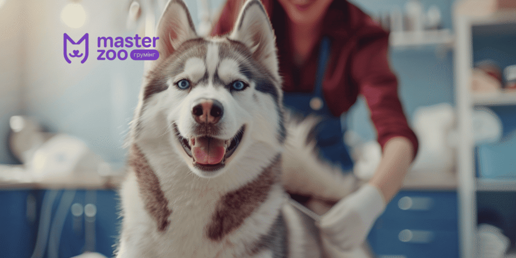 Від Хаскі, який линяє, до доглянутого красеня — за 1 візит до MasterZoo!